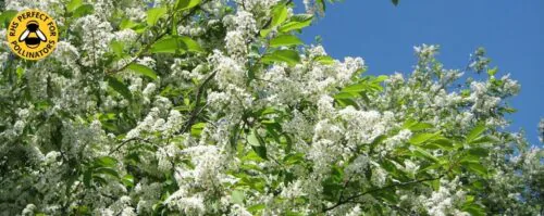 Bird cherry hedging and trees Prunus padus