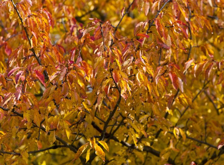 Bird cherry hedge autumn leaf colour Prunus padus