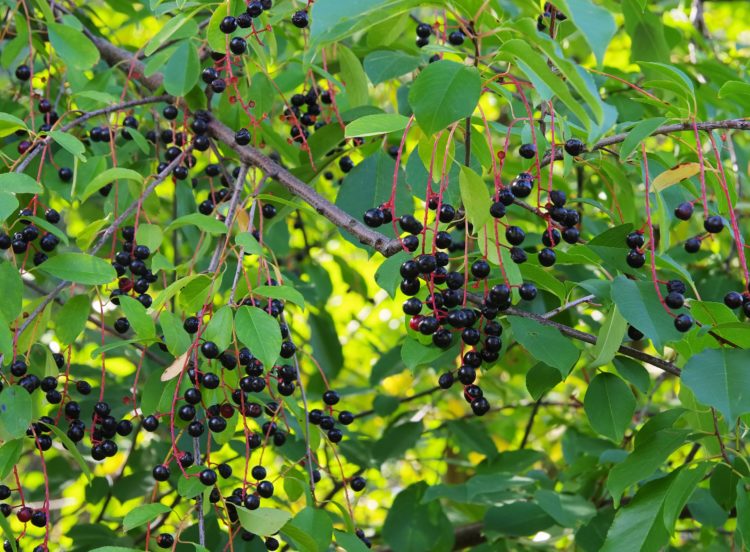 Fruits on bird cherry hedge Prunus padus
