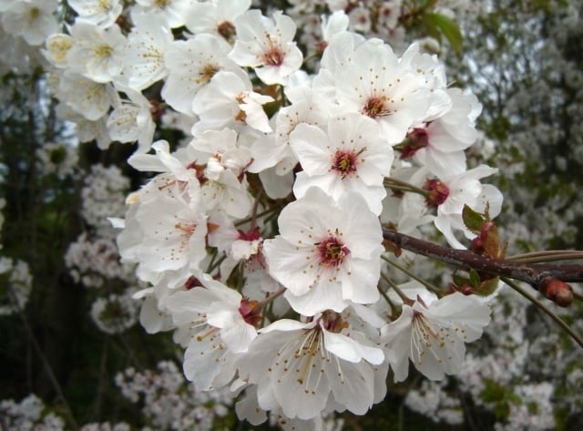 Wild Cherry close up of flowers Prunus avium