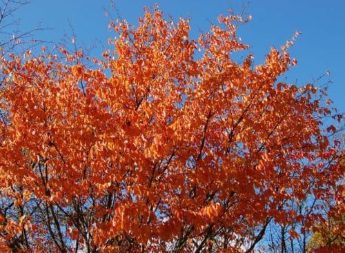 Wild Cherry tree showing autumn colour Prunus avium