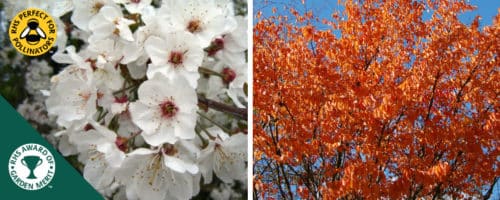 Wild cherry hedging plants and trees Prunus avium