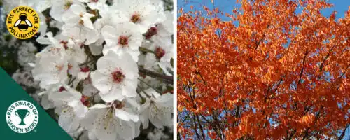 Wild cherry hedging plants and trees Prunus avium