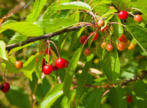 Wild cherry fruits Prunus avium