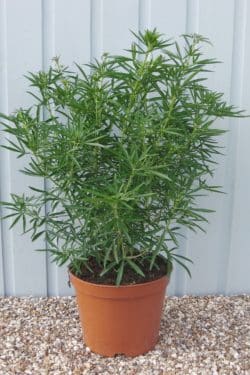 Choisya 'Aztec Pearl' (Fiore D'arancio) - Arbusto Sempreverde, Fiori Bianchi Profumati, Altezza 40-50 Cm, Per Giardino Sole/mezz'ombra