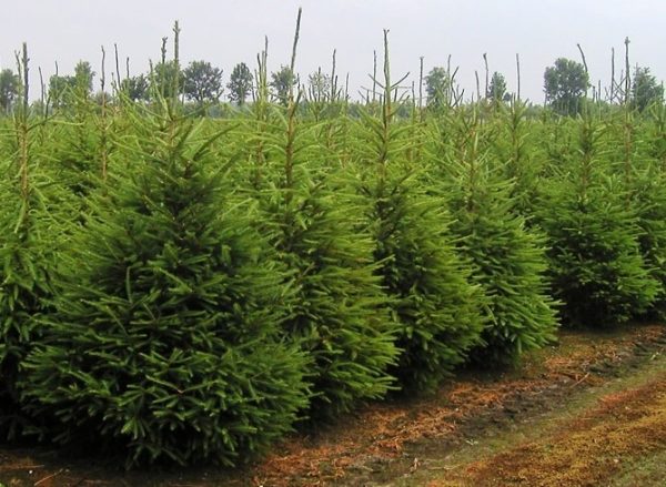 planting norway spruce bare root planting norway spruce bare root