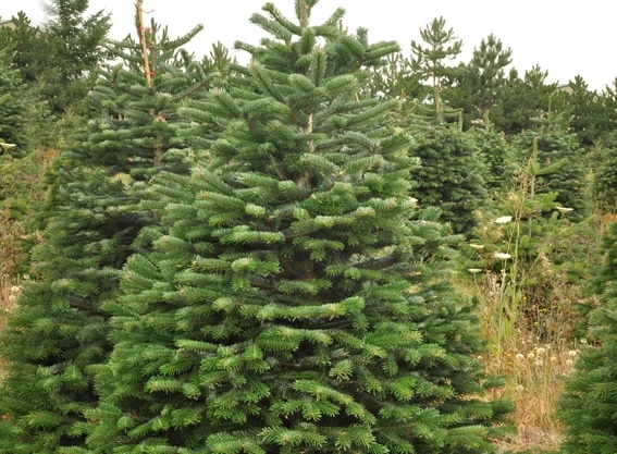 abies nordmanniana christmas tree photo album christmas abies nordmanniana christmas tree photo album christmas