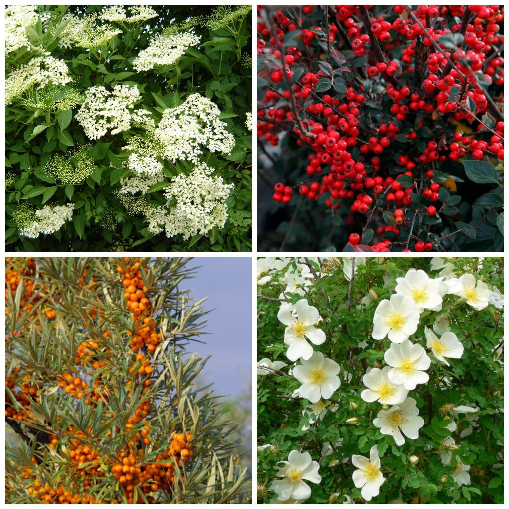 Buy Mixed Native Hedging Plants English & British Hedges Hopes