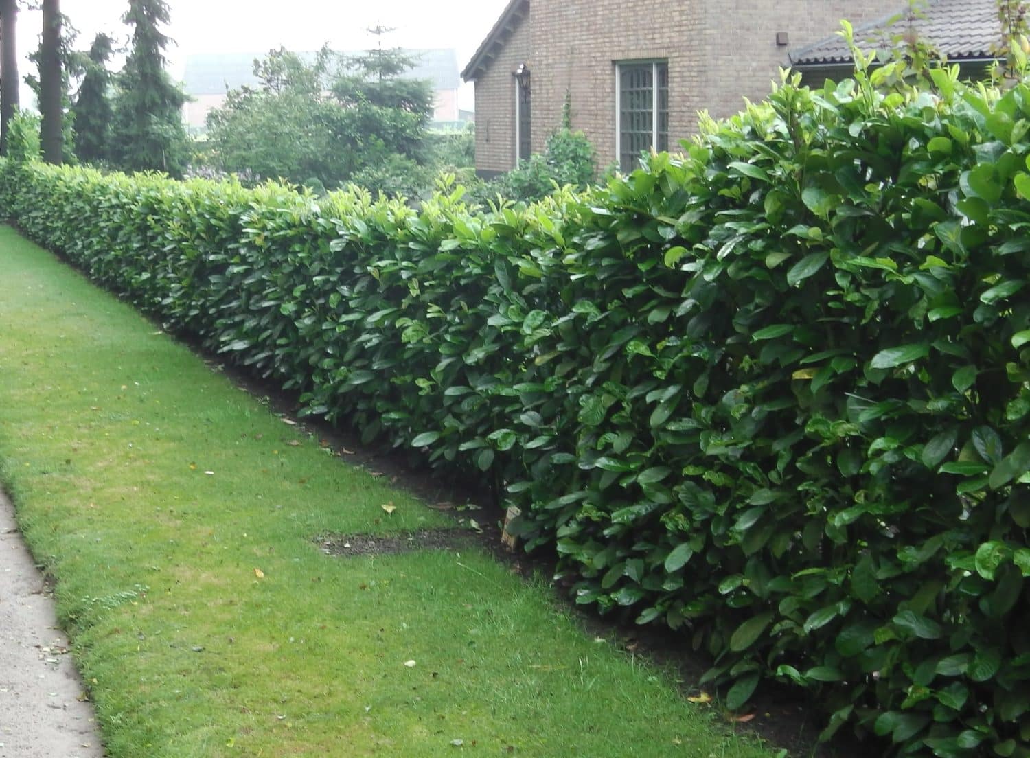 Buy Cherry Laurel Hedge Plants Common Laurel Hedging Prunus