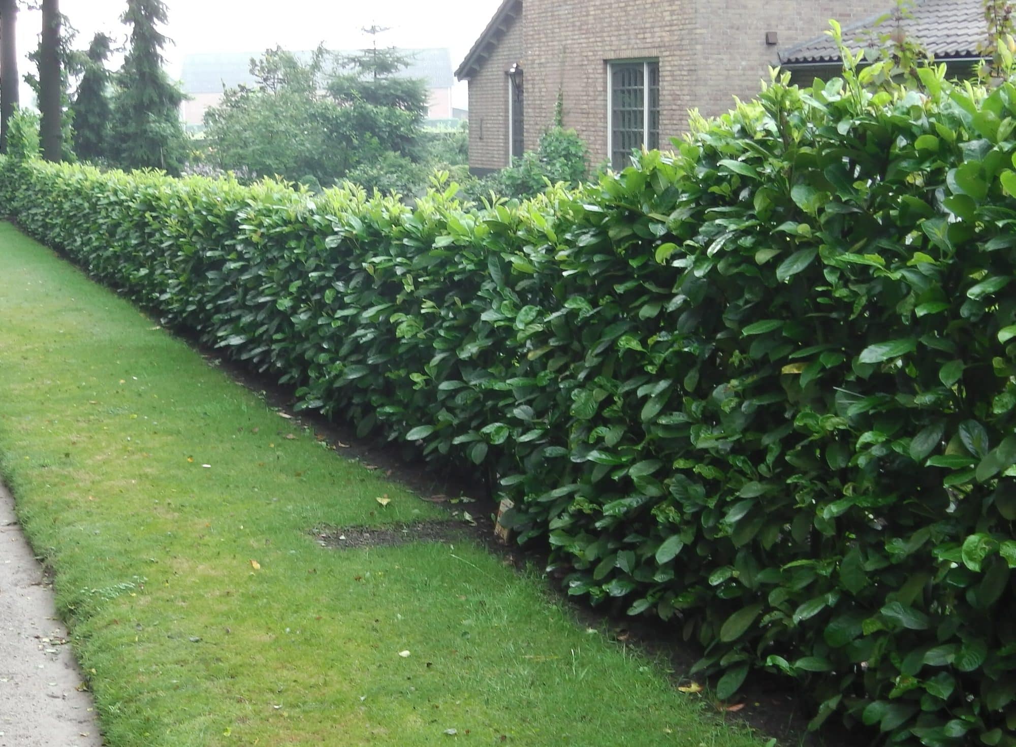 Buy Cherry Laurel Hedge Plants Common Laurel Hedging Prunus