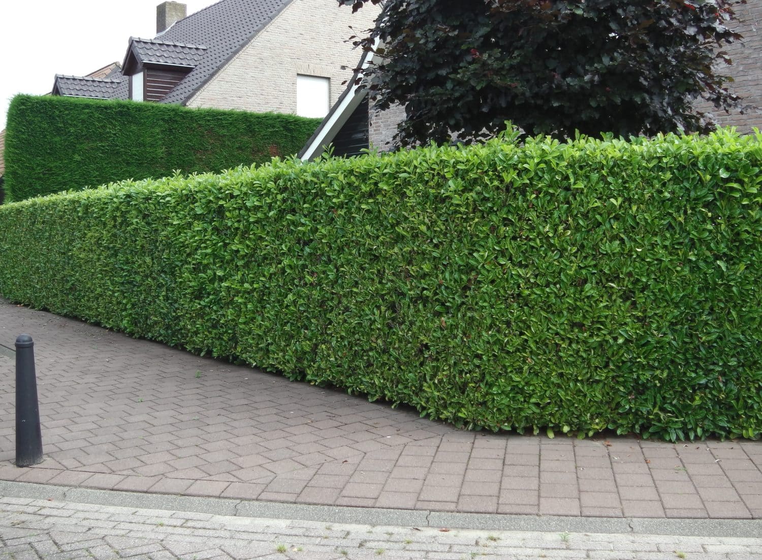 Laurel Hedging Buy Laurel Hedge Plants Online Hopes Grove Nurseries