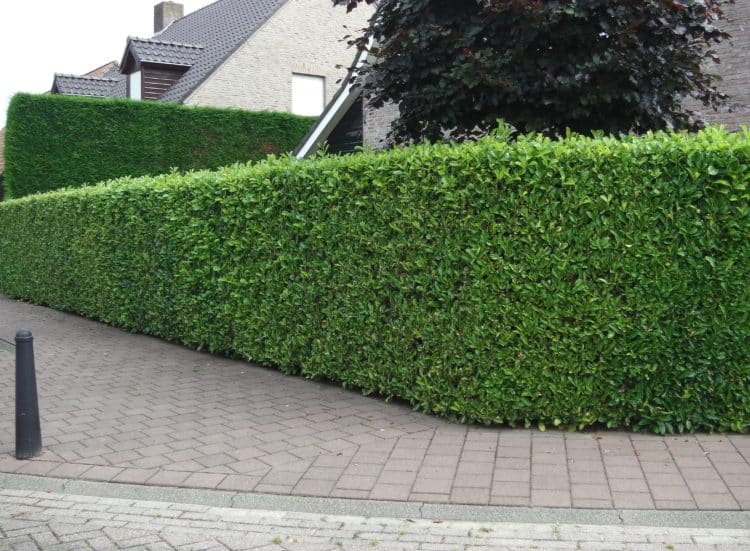 Tall common or Cherry Laurel hedge trimmed formally Prunus laurocerasus Rotundifolia