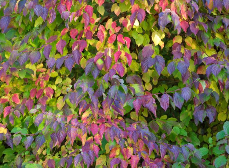 Autumn foliage colour on Common Dogwood hedge Cornus sanguinea