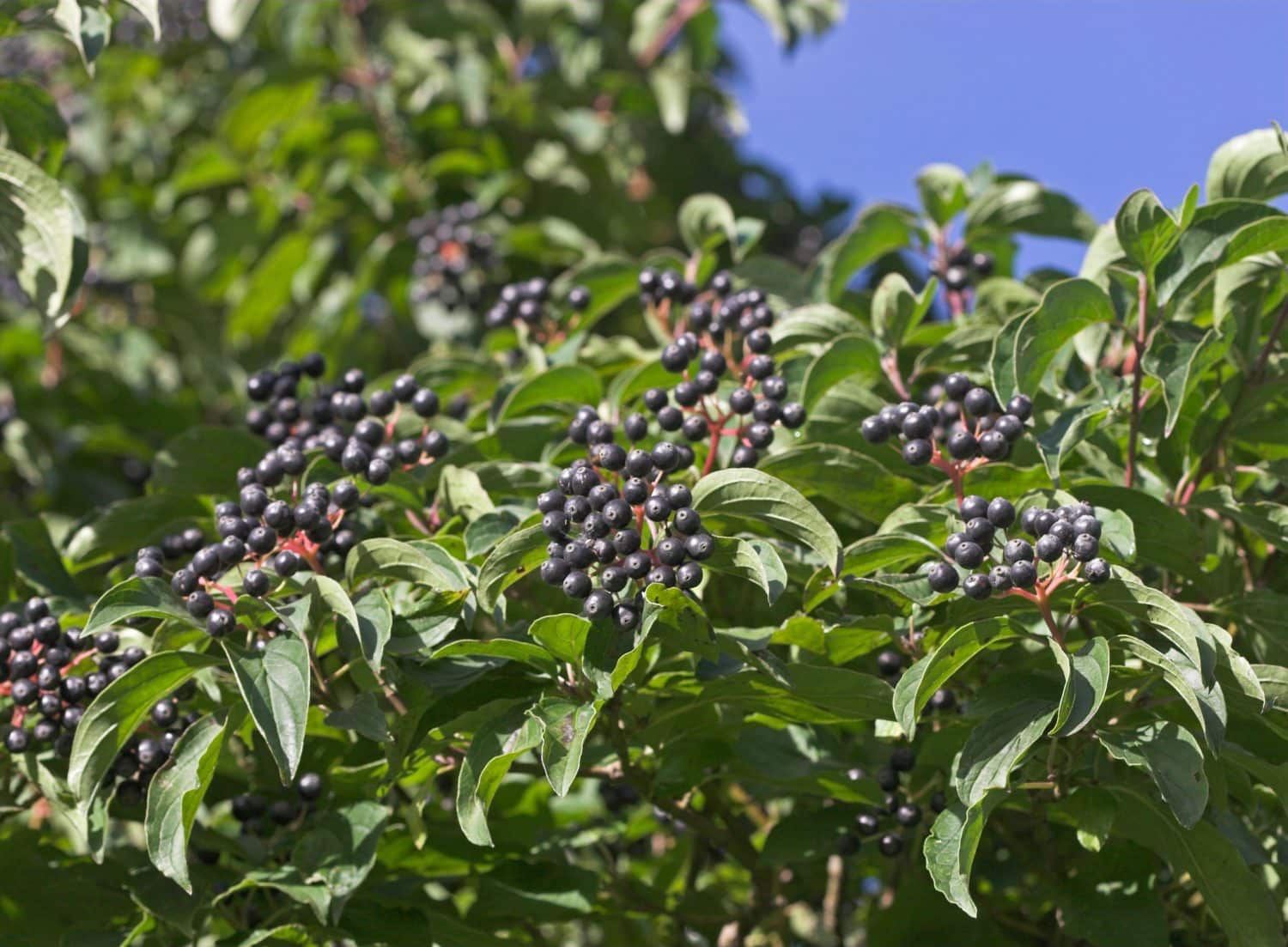 Buy Economy Mixed Native Hedging Mixed Hedging Plants Hopes Grove