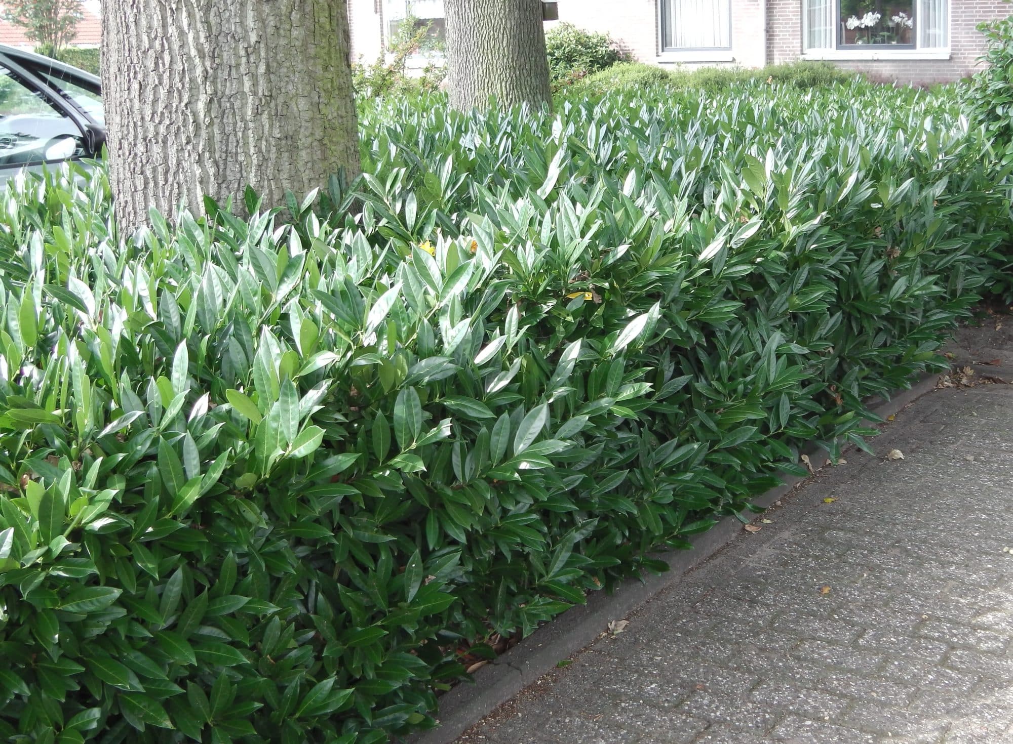 Buy Small Laurel Hedge Plants  Prunus Laurocerasus Otto Luyken