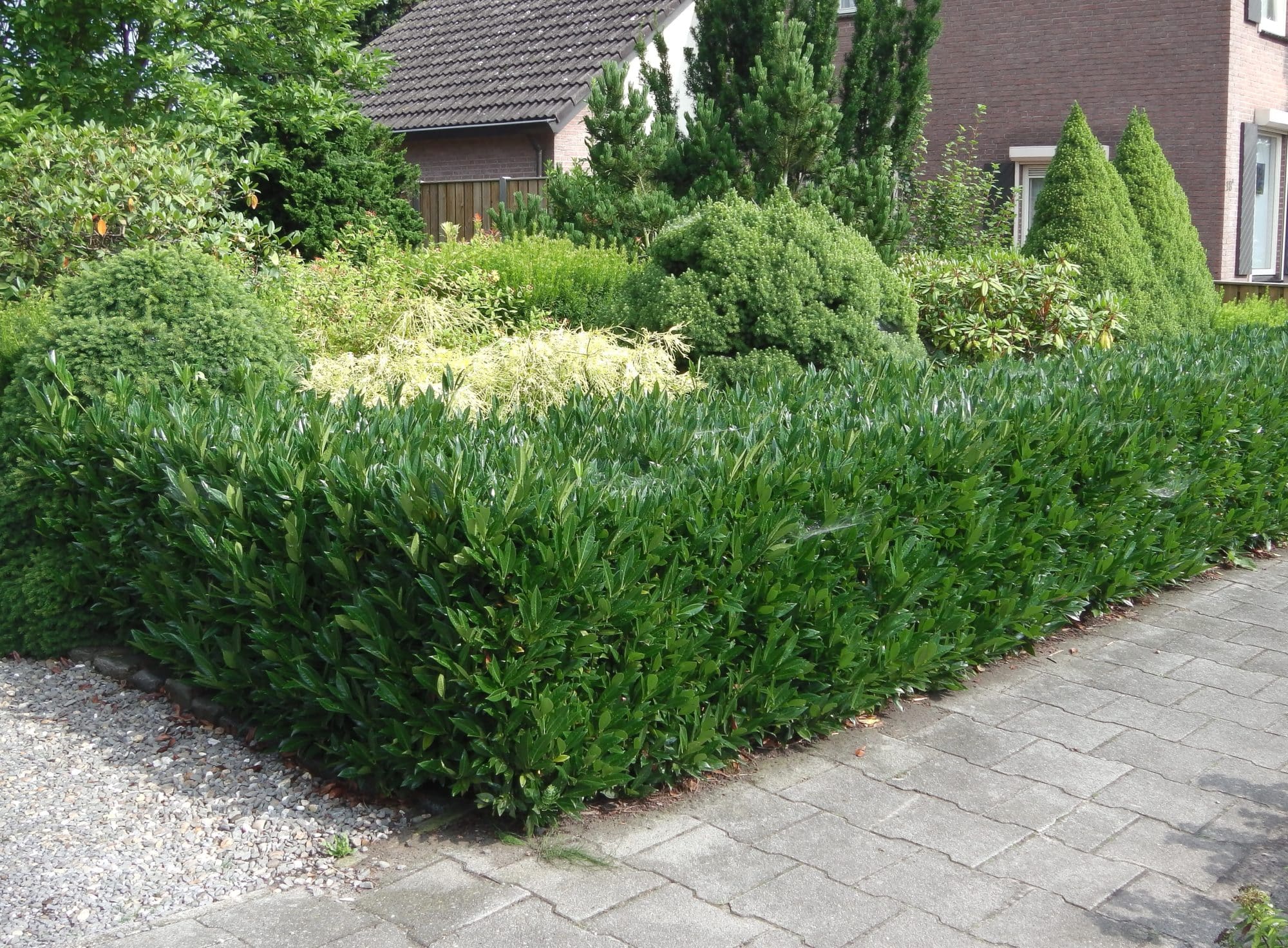 Laurel Hedging Buy Laurel Hedge Plants Online Hopes Grove Nurseries