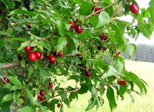 Cornelian cherry red fruits Cornus mas