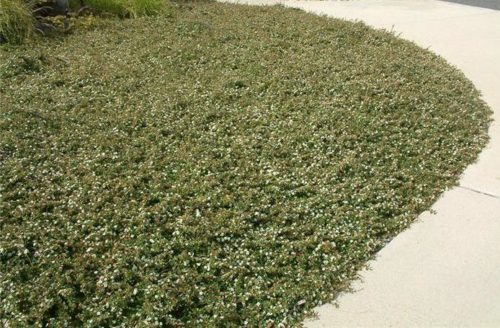 Cotoneaster Dammeri Ground Cover