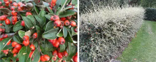 Cotoneaster franchetii hedging plants
