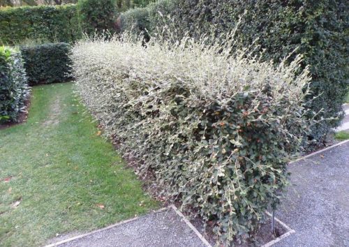 Small internal hedge of Cotoneaster franchetii