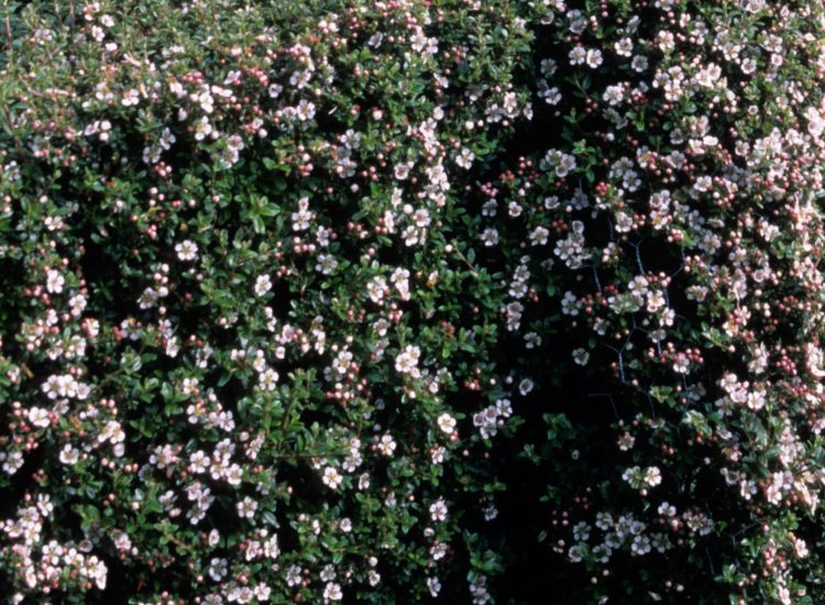 Cotoneaster simonsii hedge showing white flowers
