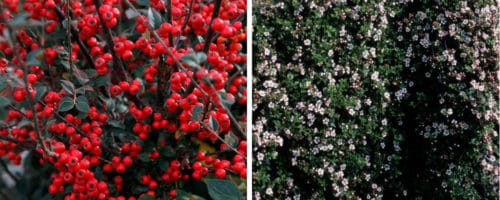 Cotoneaster simonsii hedging plants