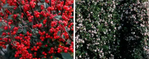 Cotoneaster simonsii hedging plants