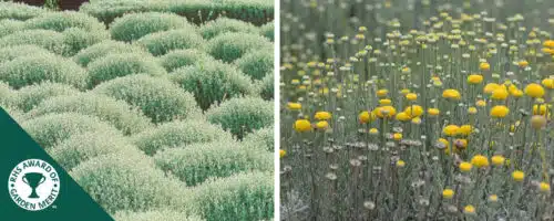 Cotton Lavender hedging plants Santolinia chamaecyparissus