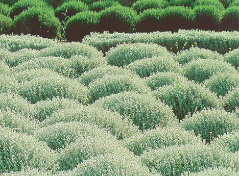 6 Cotton Lavender Santolina Chamaecyparissus Plug Plants 