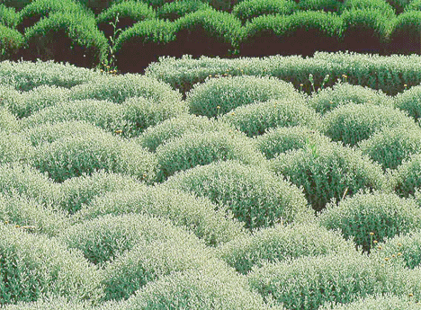6 Cotton Lavender Santolina Chamaecyparissus Plug Plants 6 Cotton Lavender Santolina Chamaecyparissus Plug Plants