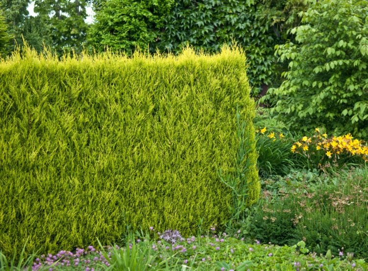 Leylandii Hedging Plants Leylandii Hedges