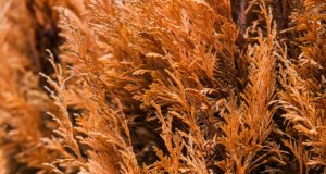 Cypress aphid on Leylandii hedging plants