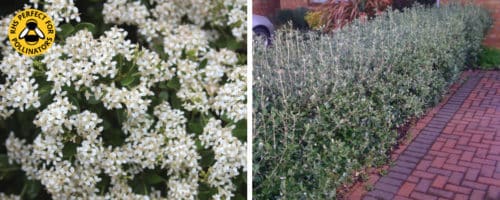 Daisy bush hedging plants Olearia haastii