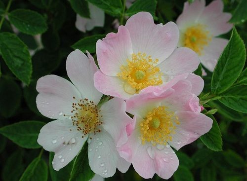 Close up of pink flowers on a Dog Rose hedge plant Rosa canina