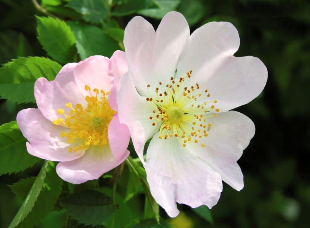 Buy Dog Rose Hedges Rose Canina Hopes Grove Nurseries