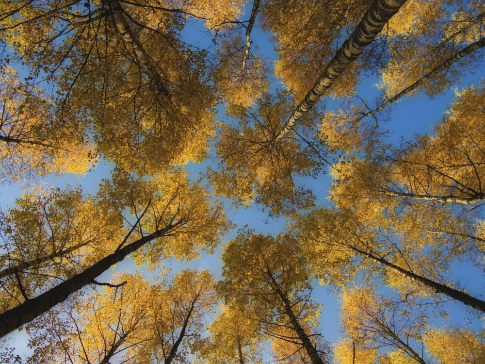 Buy Birch Trees Betula Trees Hopes Grove Nurseries