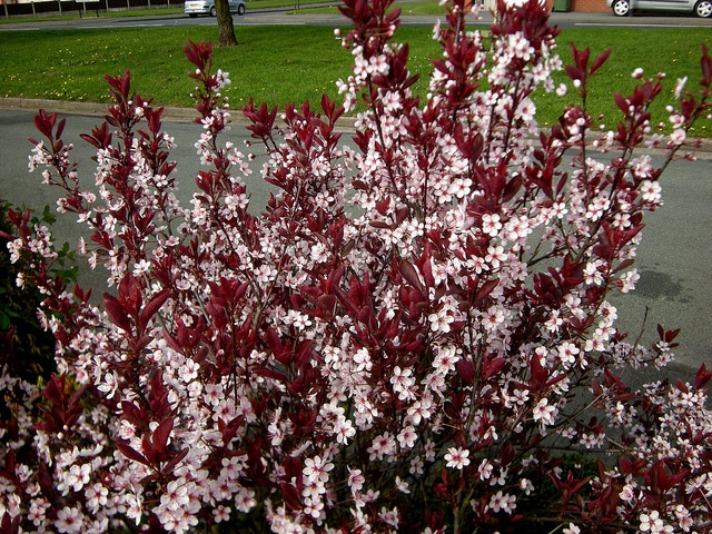 Crimson dwarf Plum Prunus x cistena hedge in flower