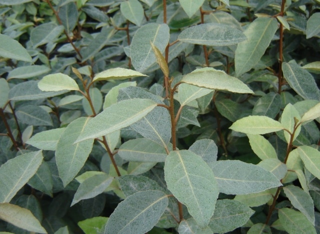 Buy Elaeagnus Hedging Plants Oleaster Hedges At Hopes Grove Nurseries