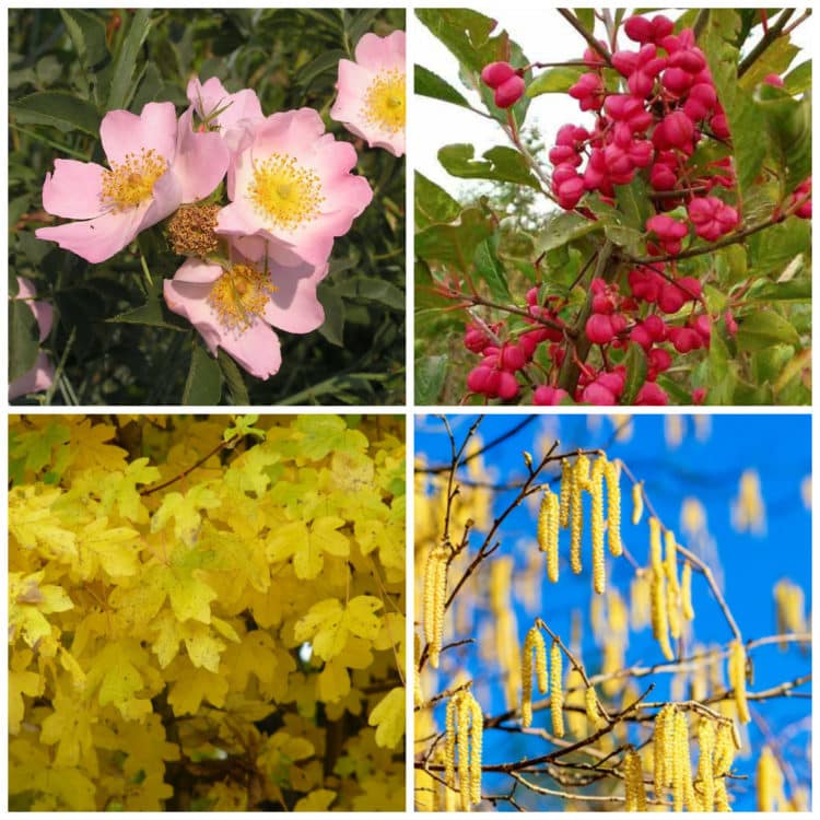 Buy Mixed Native Hedging Plants English & British Hedges Hopes