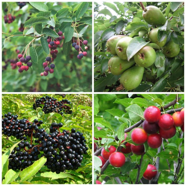 Buy Mixed Native Hedging Plants English & British Hedges Hopes