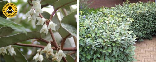 Elaeagnus ebbingeii hedging plants