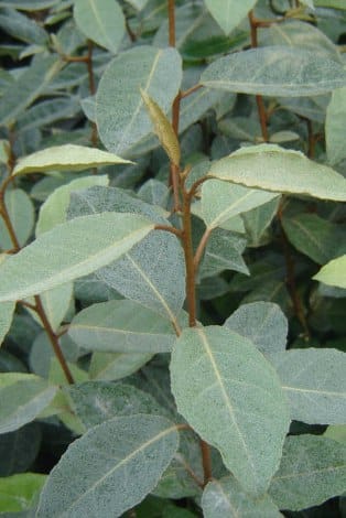 Elaeagnus Ebbingeii Potted Hedging 60-80cm 24-36in