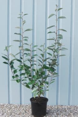 Elaeagnus Ebbingeii Potted Hedging 80-100cm 30-42in