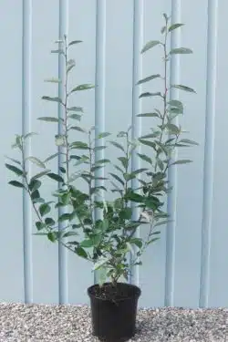 Elaeagnus Ebbingeii Potted Hedging 80-100cm 30-42in