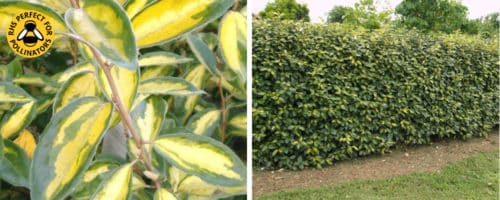 Elaeagnus ebbingeii Limelight hedging plants