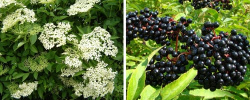 Elder hedging plants Sambucus nigra