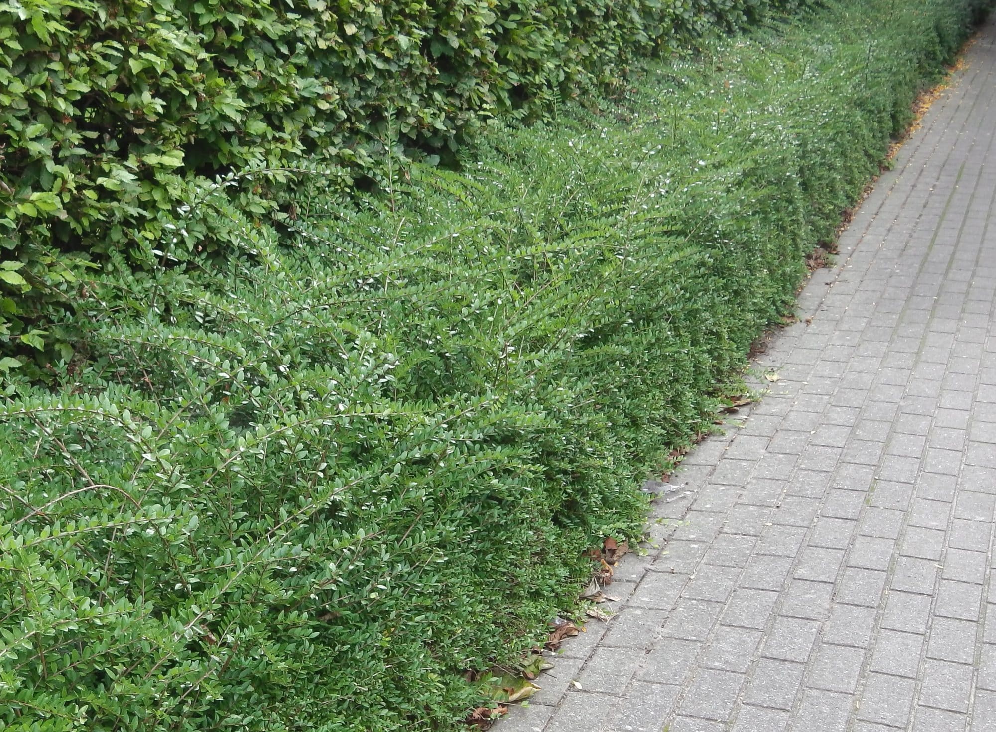 Buy Lonicera Nitida Elegant Hedging Plants Hopes Grove Nurseries buy-lonicera-nitida-elegant-hedging-plants-hopes-grove-nurseries