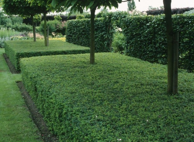 Lonicera nitida Elegant grown as a low formal hedge