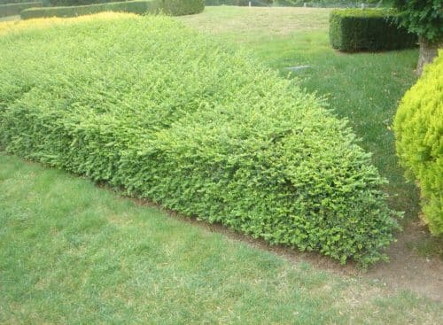 Lonicera nitida Elegant hedge trimmed into a wedge shape