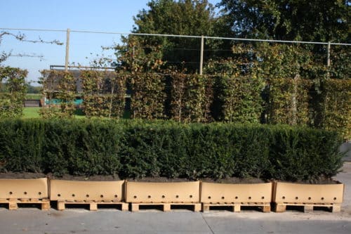 English Yew Instant Hedging